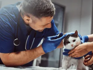 Profissional inspecionando a orelha de um felino no consultório